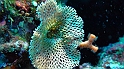 1 (86)